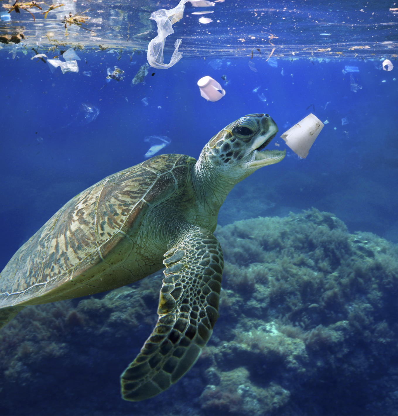 Sea turtle eating a detergent styrofoam cup