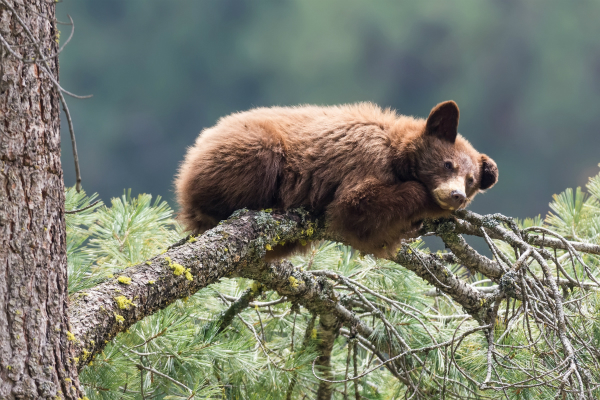 Black bear sleeping in a tree, Sequoia National Forest
