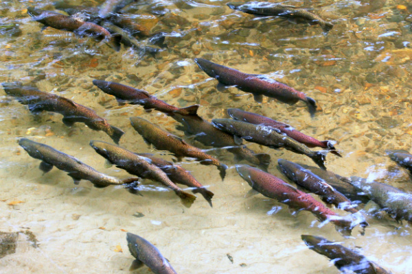 Endangered Pacific Northwest salmon