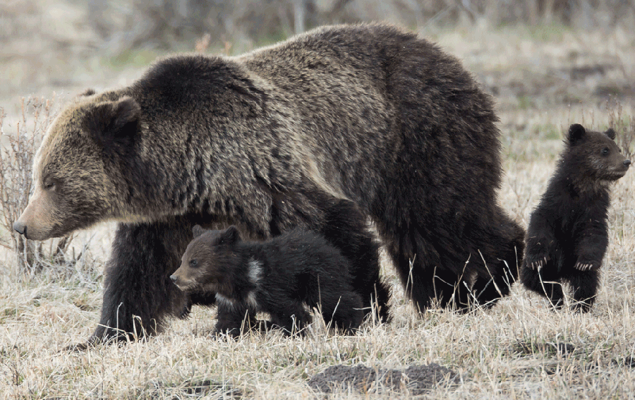 Grizzly bears