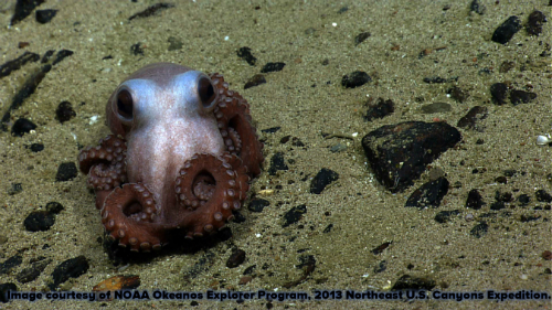 Octopus in the Physalia seamounts