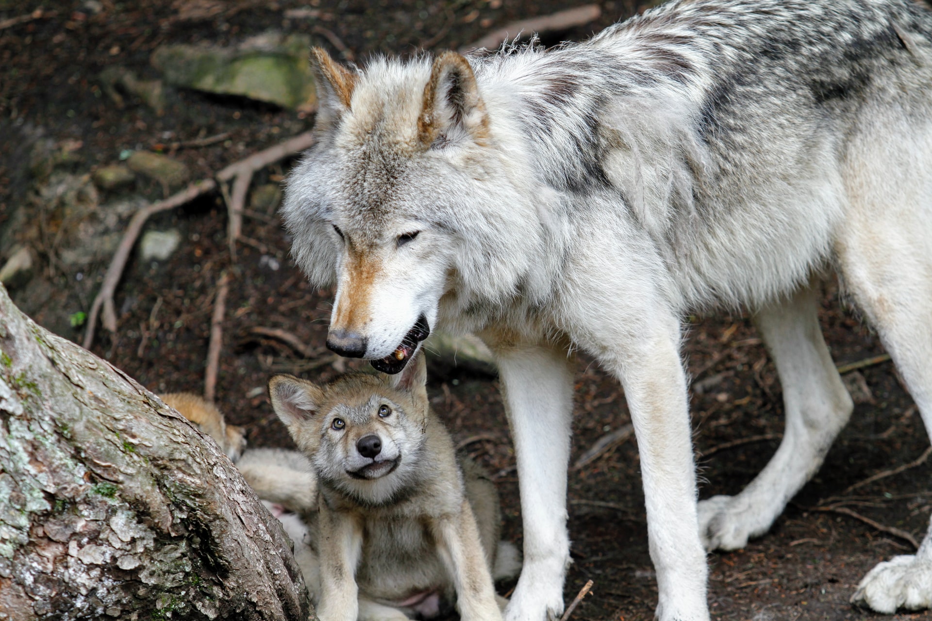 Actúa ahora: Protege a los lobos y salva la Ley de Especies en Peligro de  Extinción | Sierra Club