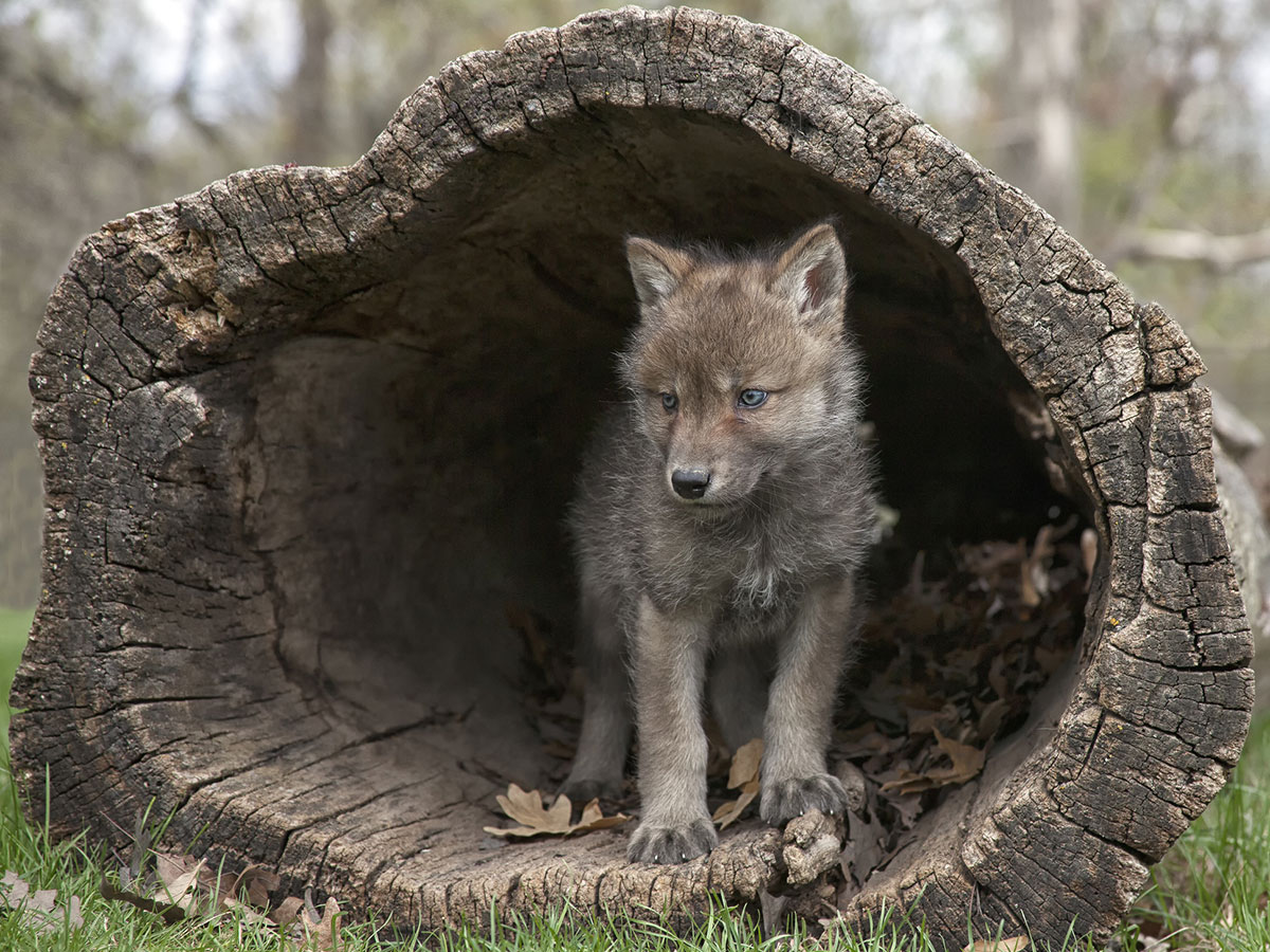 Wolf puppy inside a fallen tree