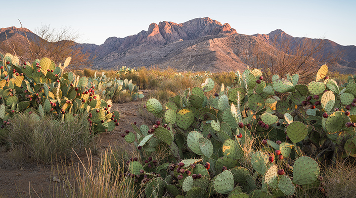 NM_FloridaMountains_BLM_MasonCummings_231101_369 cropped for web.jpg