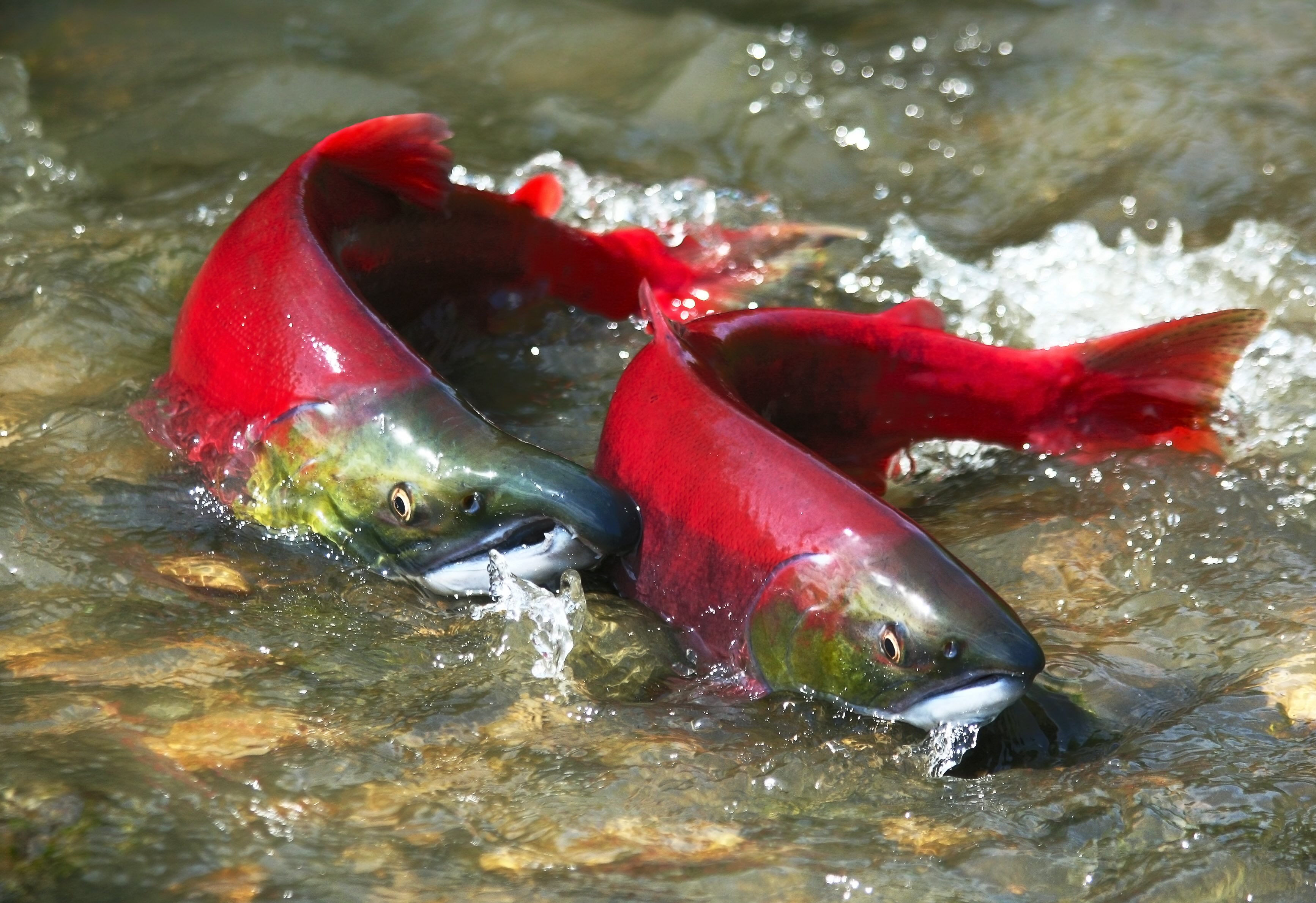 iStock-135030076 Red Sockeye.jpeg