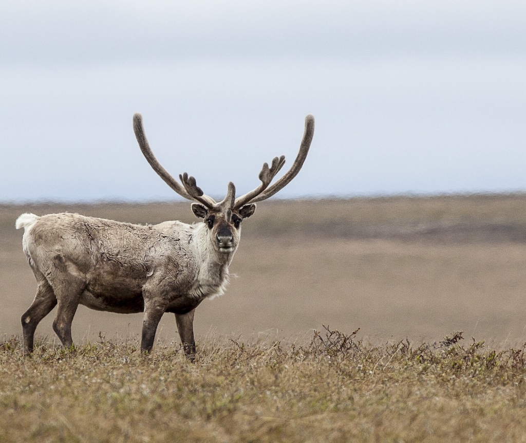 caribou antlers alaska-Bob Wick, Bureau of Land Management-2014-creative commons.jpg