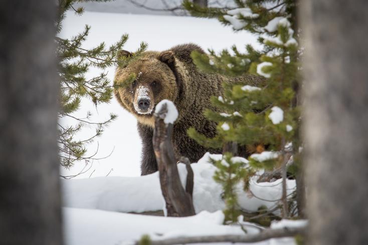 Grizzly bears Yellowstone-National Park Service-public domain (19).jpg