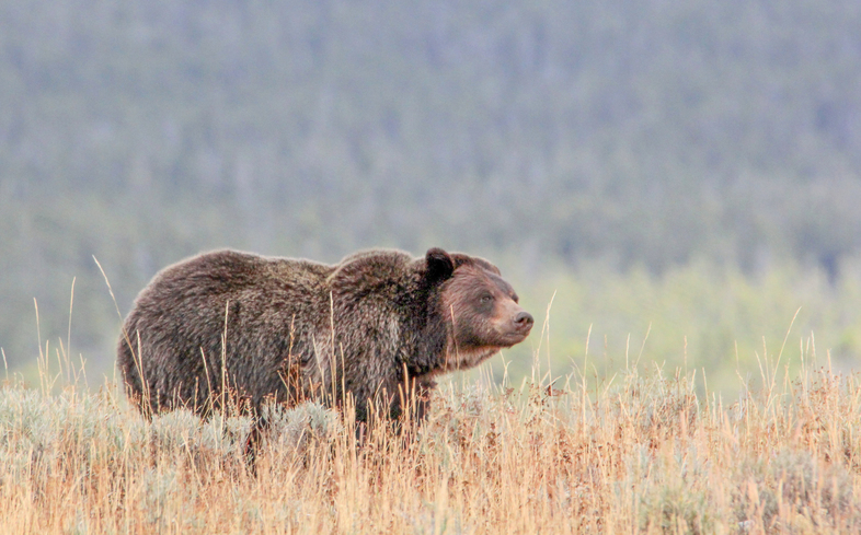 Grizzly bears Yellowstone-National Park Service-public domain (8).jpg