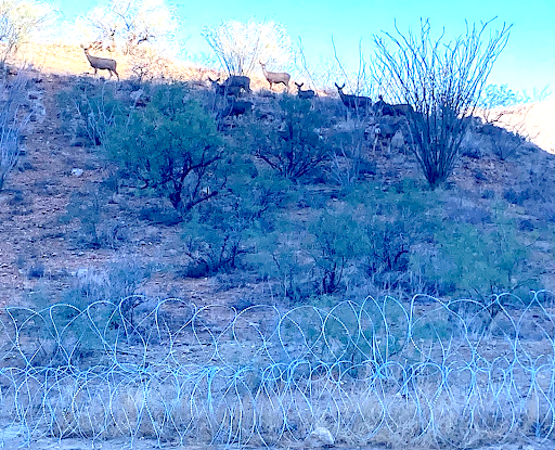 Border Concertina Wire.png