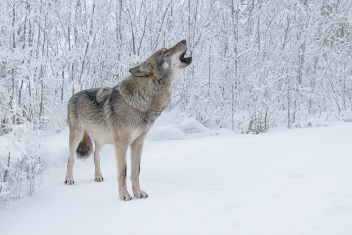 Screenshot 2025-12-15 at 3.03.55 PM.png