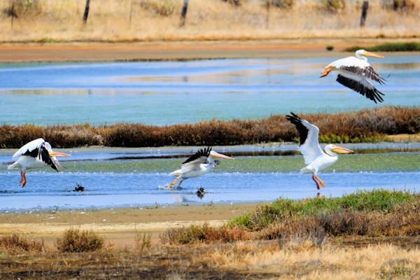 carneros ride (24) small.jpg