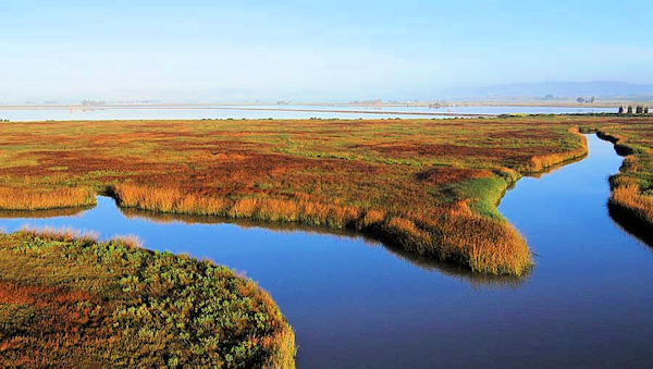 wetlands brown small.jpg