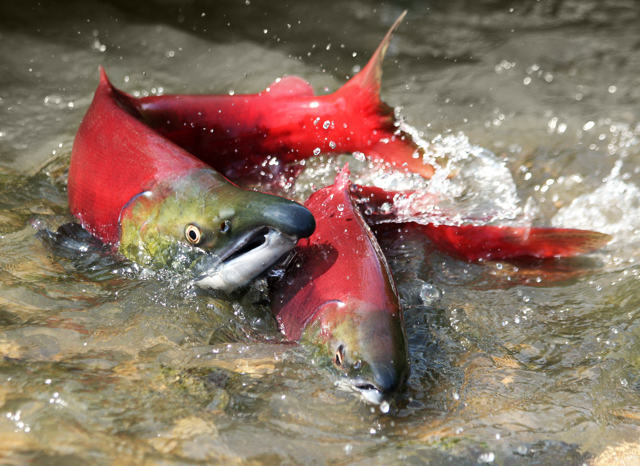 Salmon - iStock - OVasik Medium.png