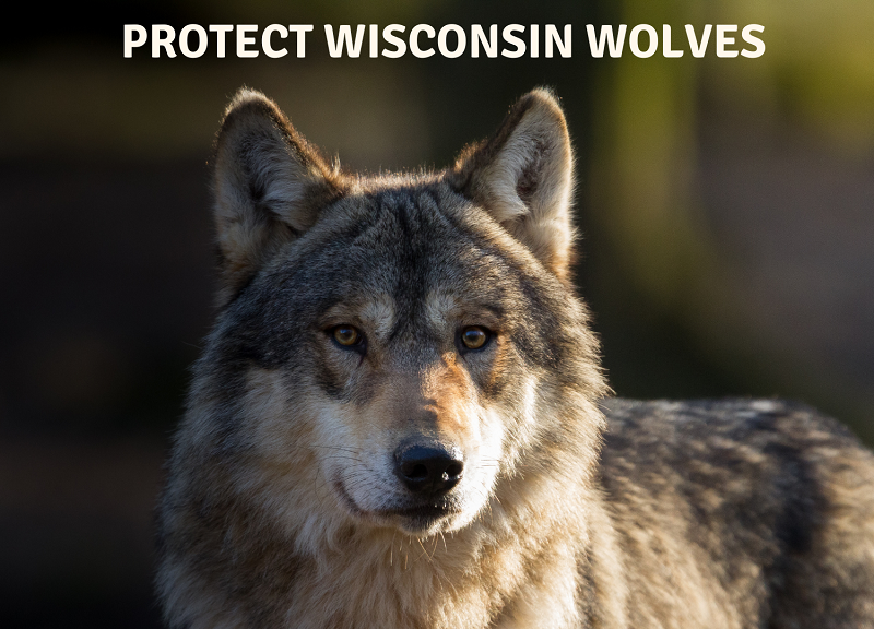 Protect Wisconsin Wolves graphic with photo of wolf