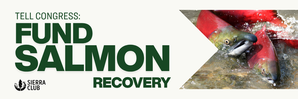Salmon FY2027 (MC).png