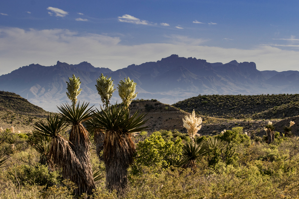 Big bend national park-Al Braden-2015-attribution required (45).jpg