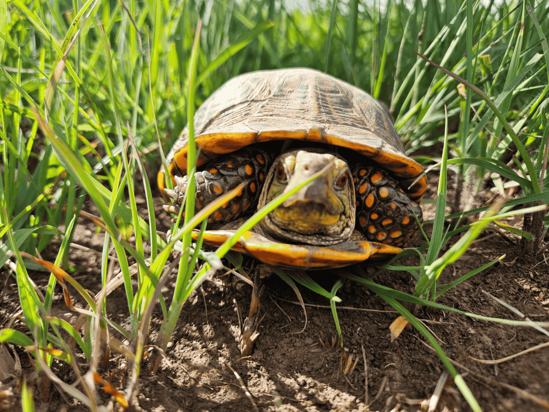 Ornate Box Turtle under lmb (1).png