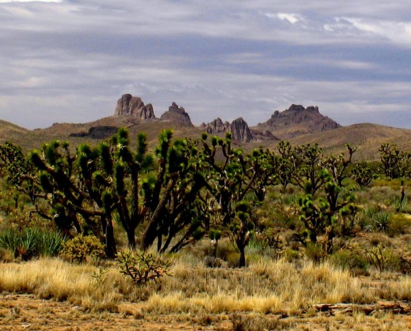 CB55E1EB-155D-4519-3E9FE3B222124A7DOriginal_600x480px.jpg