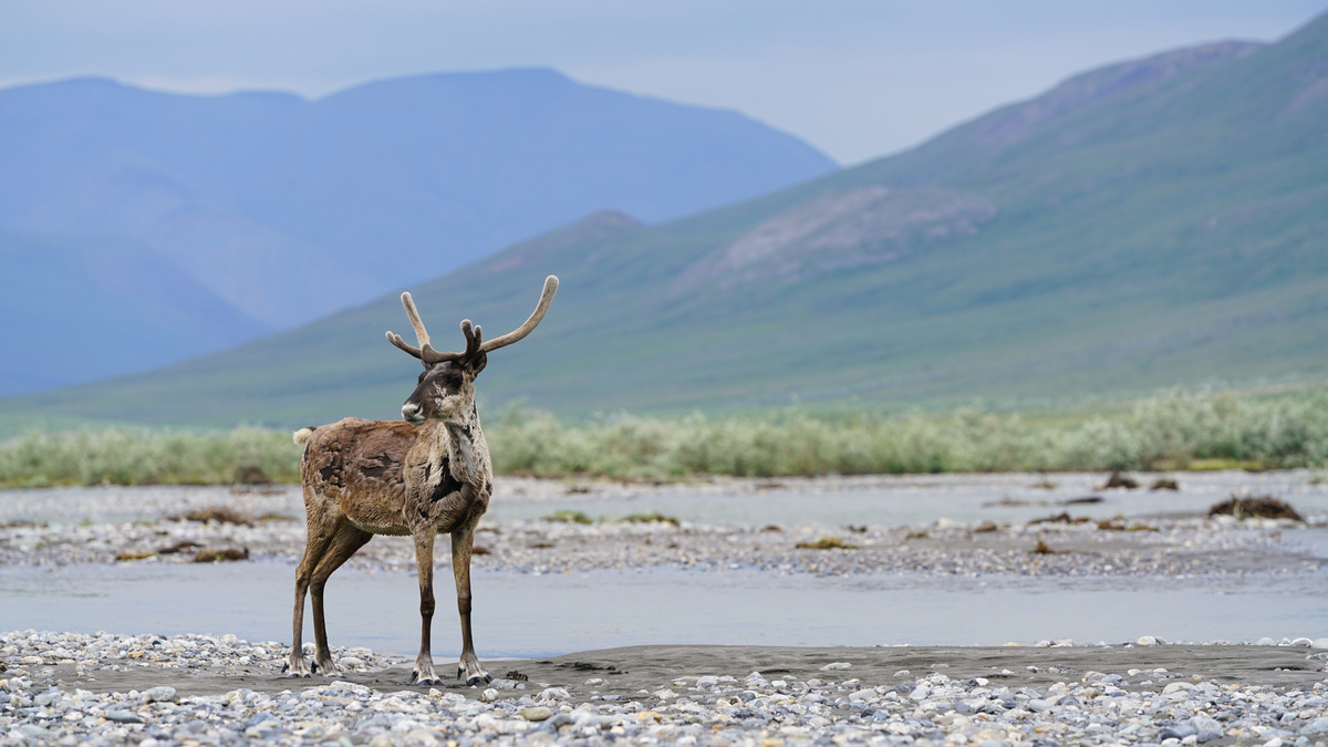 Arctic National Wildlife Refuge (ANWR)-Danielle Brigida, U.S. Fish and Wildlife Service-2019-public domain (7) (1).jpg