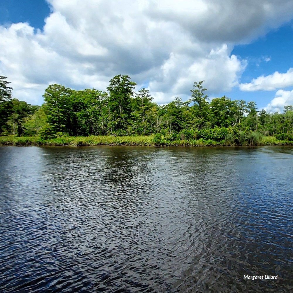 20230624-3 Lower Cape Fear shore-MLillard 1000sq.jpg