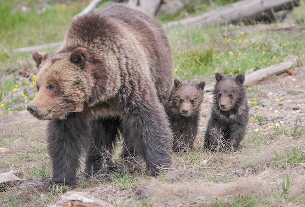 Grizzly bears Yellowstone-National Park Service-public domain (12).jpg
