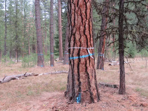 Imnaha-Old-Growth-Logging-WWNF-Rob-Klavins-04 2.png