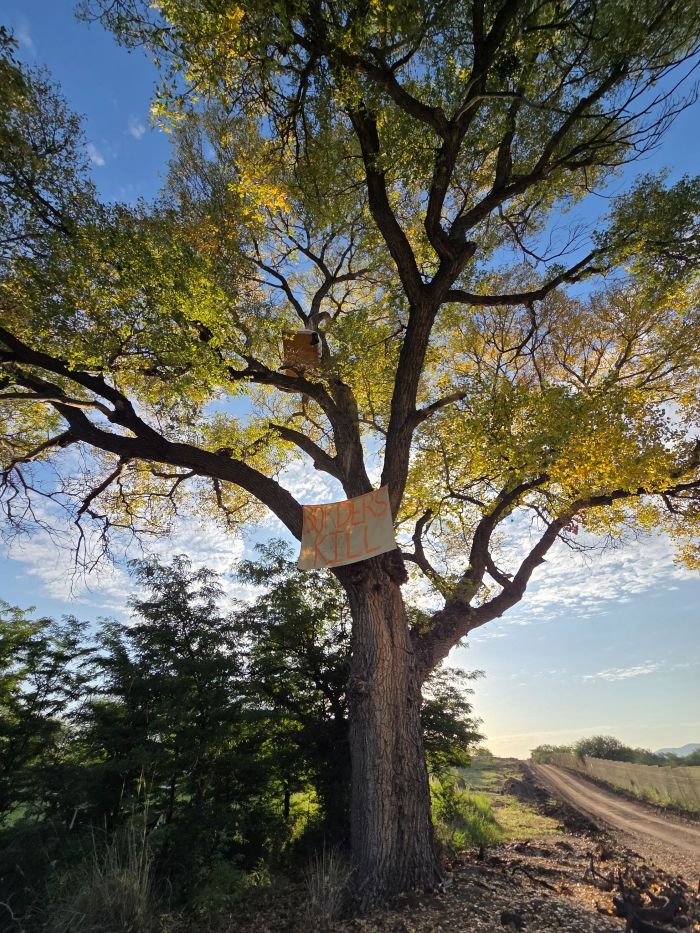 Cottonwood2.jpg