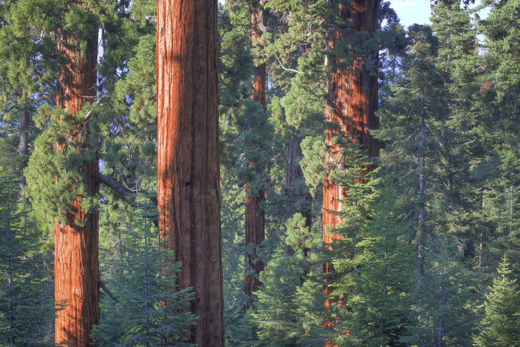 Giant Sequoias California-Bob Wick, Bureau of Land Management-2009-public domain.jpg