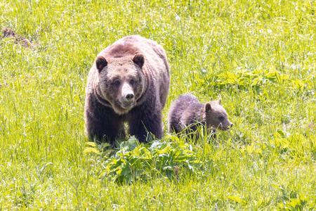 Grizzly bears Yellowstone-Jacob W. Frank, National Park Service-public domain (3).jpg