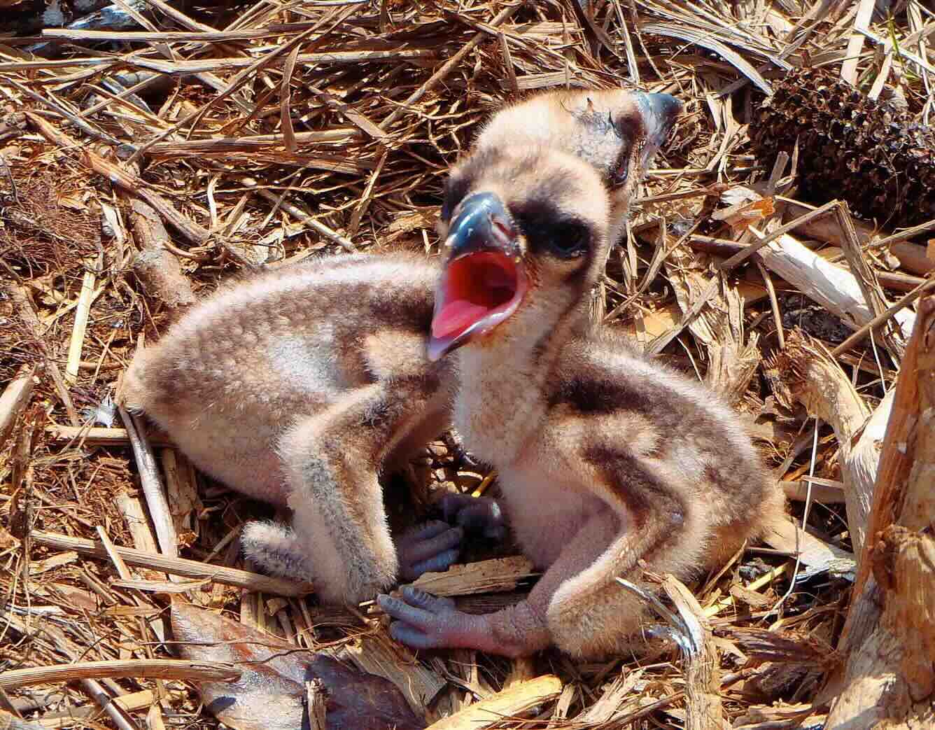 Osprey image.jpg
