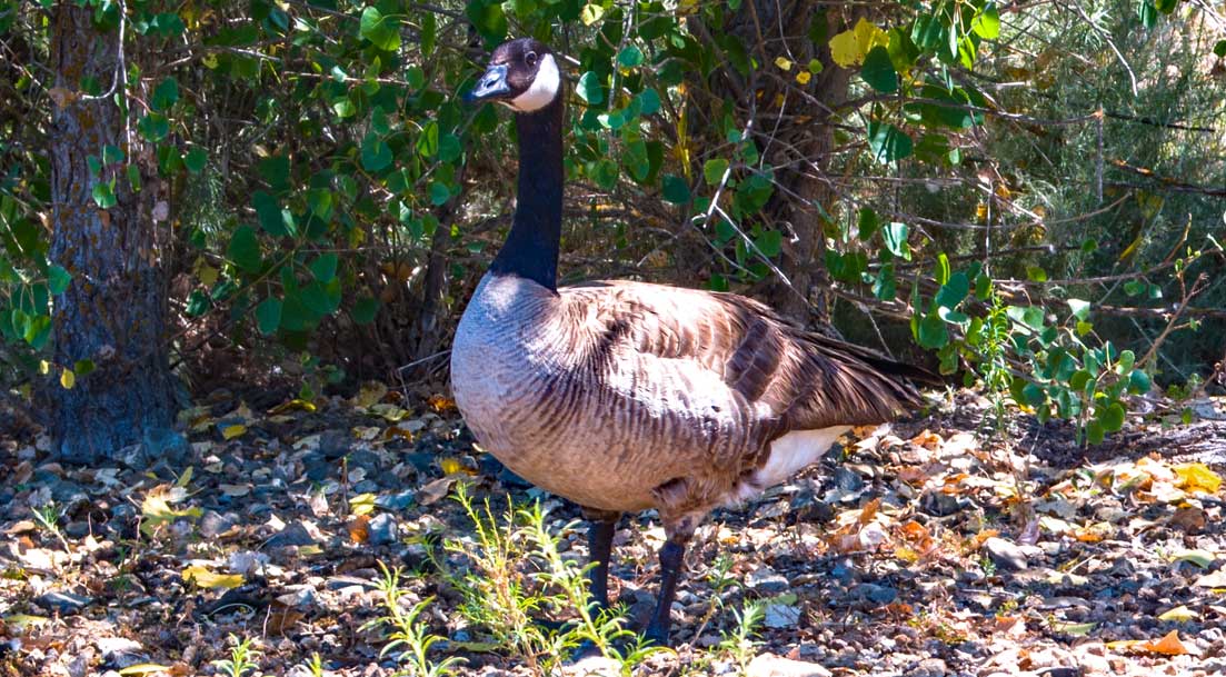 Canada goose