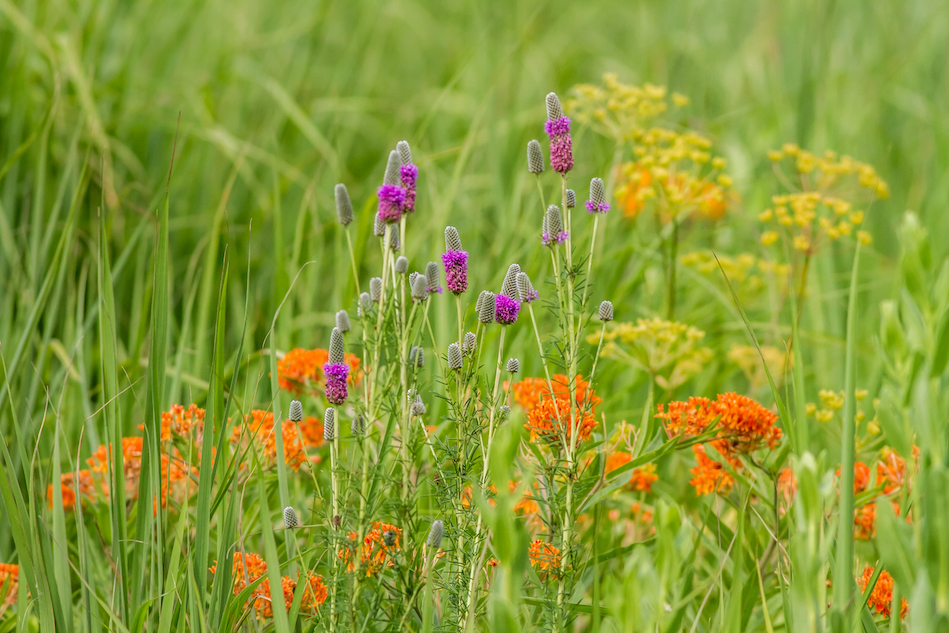 Image of native plants