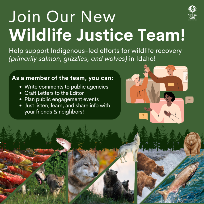 Graphic with grizzlies, salmon, and wolves on it, saying Join our Wildlife Justice Team!