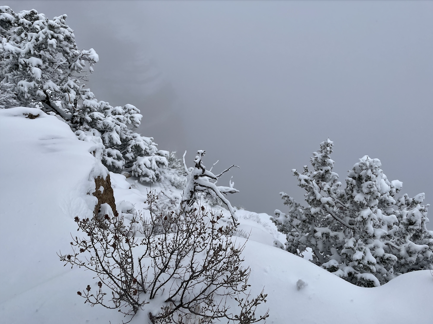 Snowy drop off with conifers