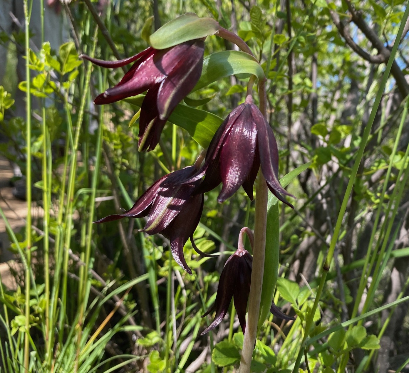 chocolate lily