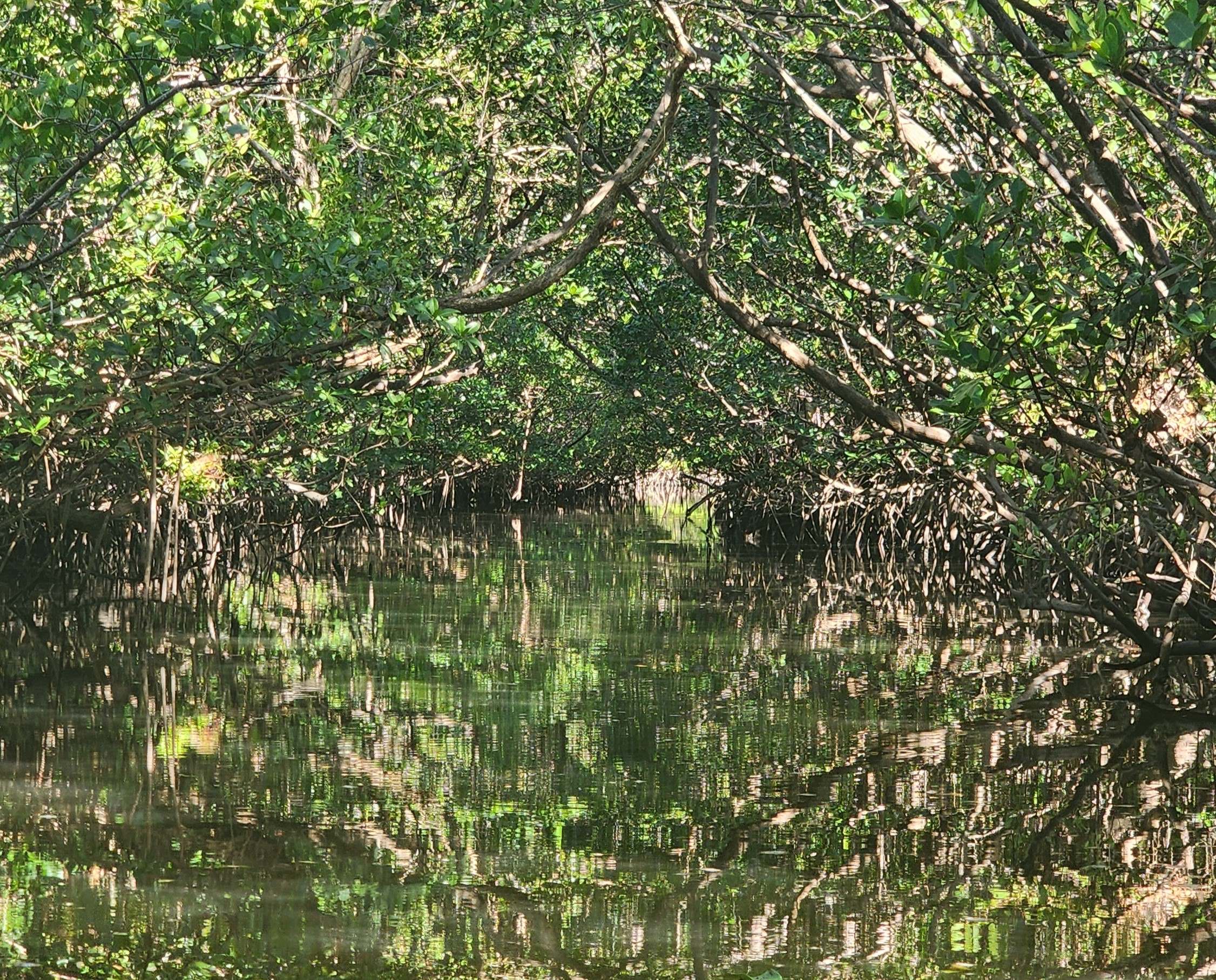 mangrove covered waterway