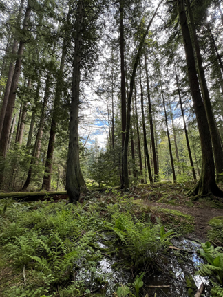 Stimpson Family Reserve Forest View