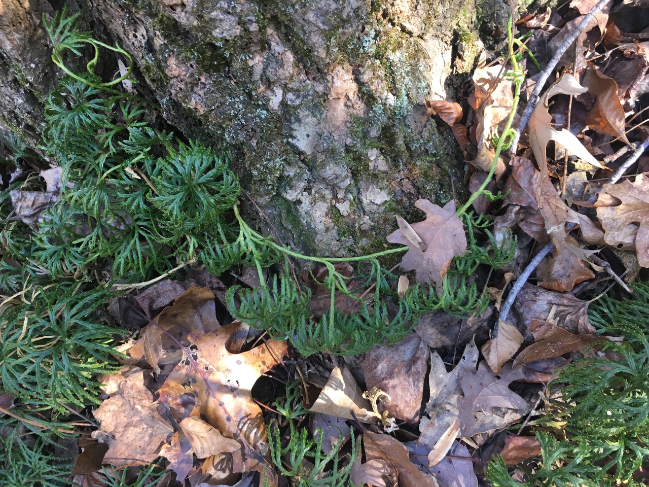 Fan club moss at Cedarville State Forest, January 2018, showing horizontal runner crossing a large tree root
