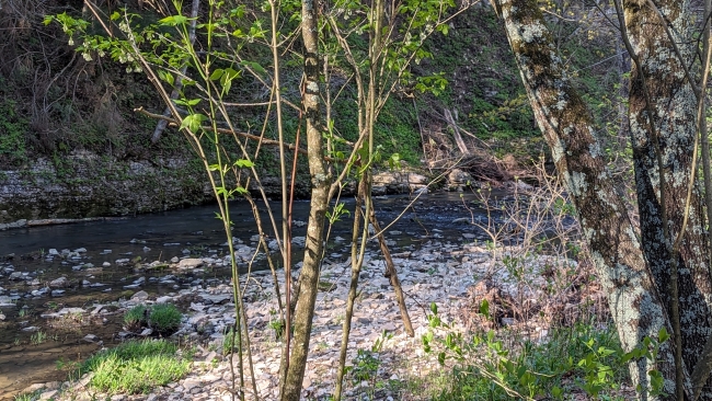 Image depicts Racoon Creek with a scenic forest landscape. The shore of the creek is a rockbed and a young tree is present in the foreground.