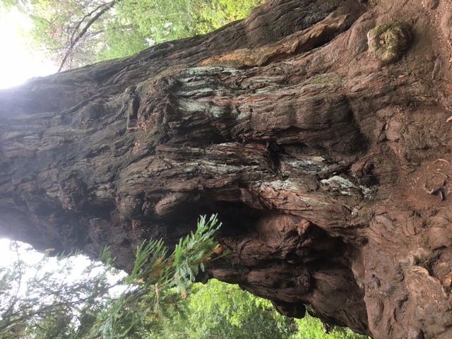 Big Tree