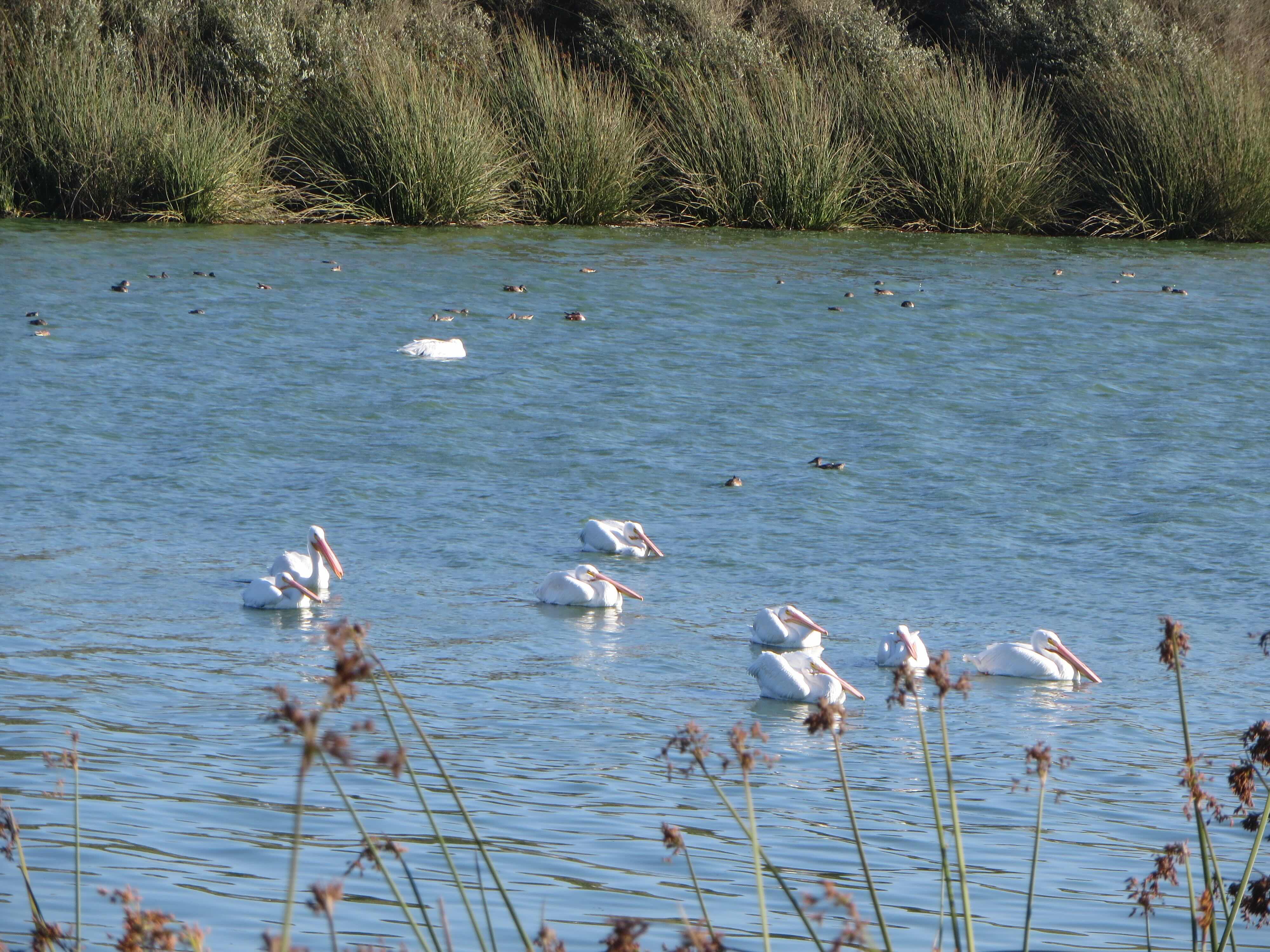 Oso Flaco Lake, photo by Carole Mintzer