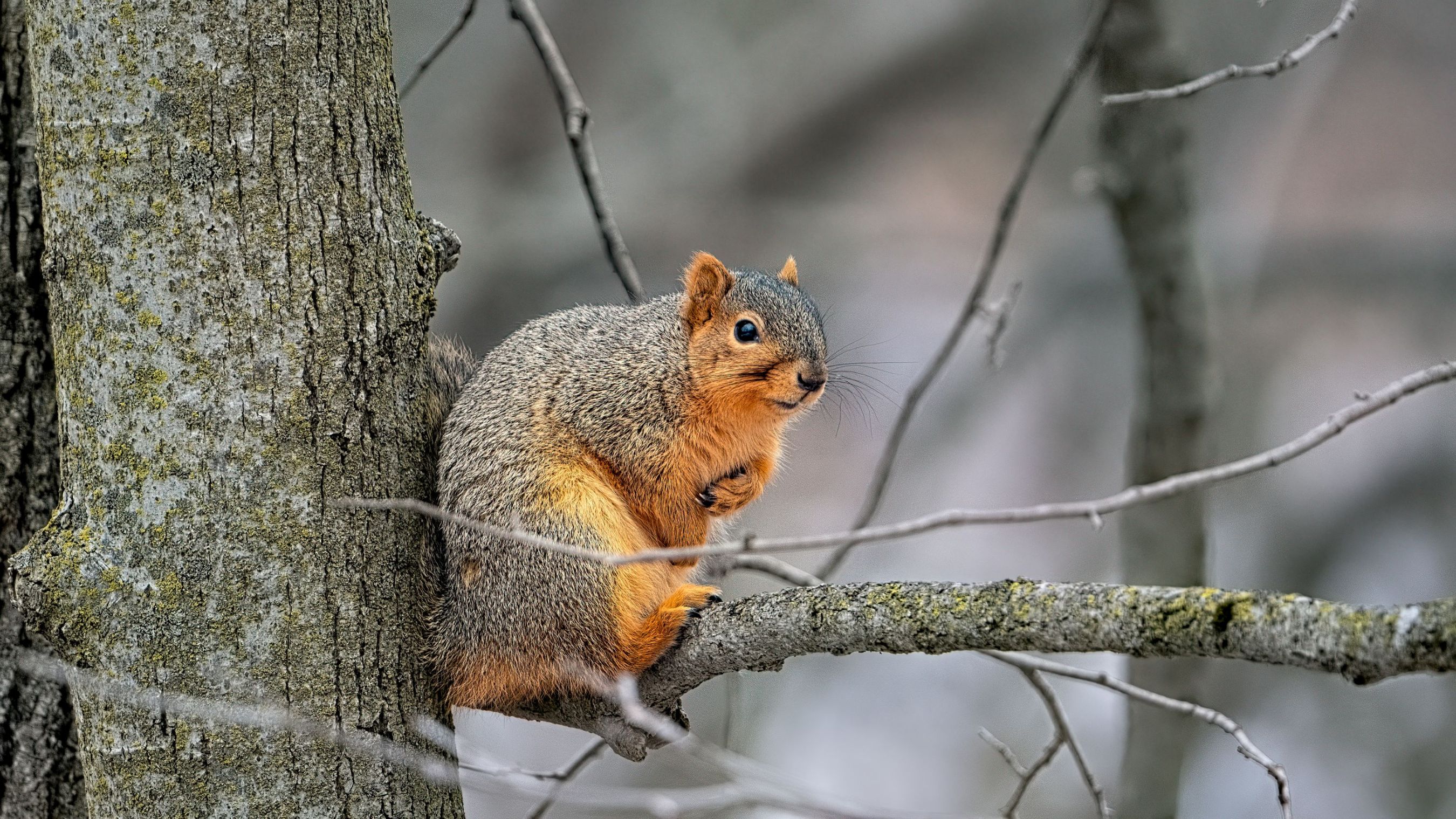 Squirrel