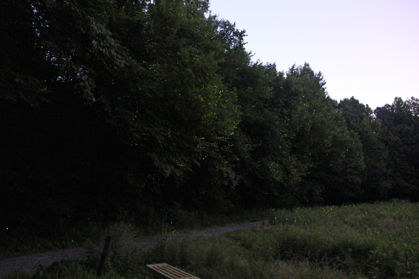 Fireflies 3