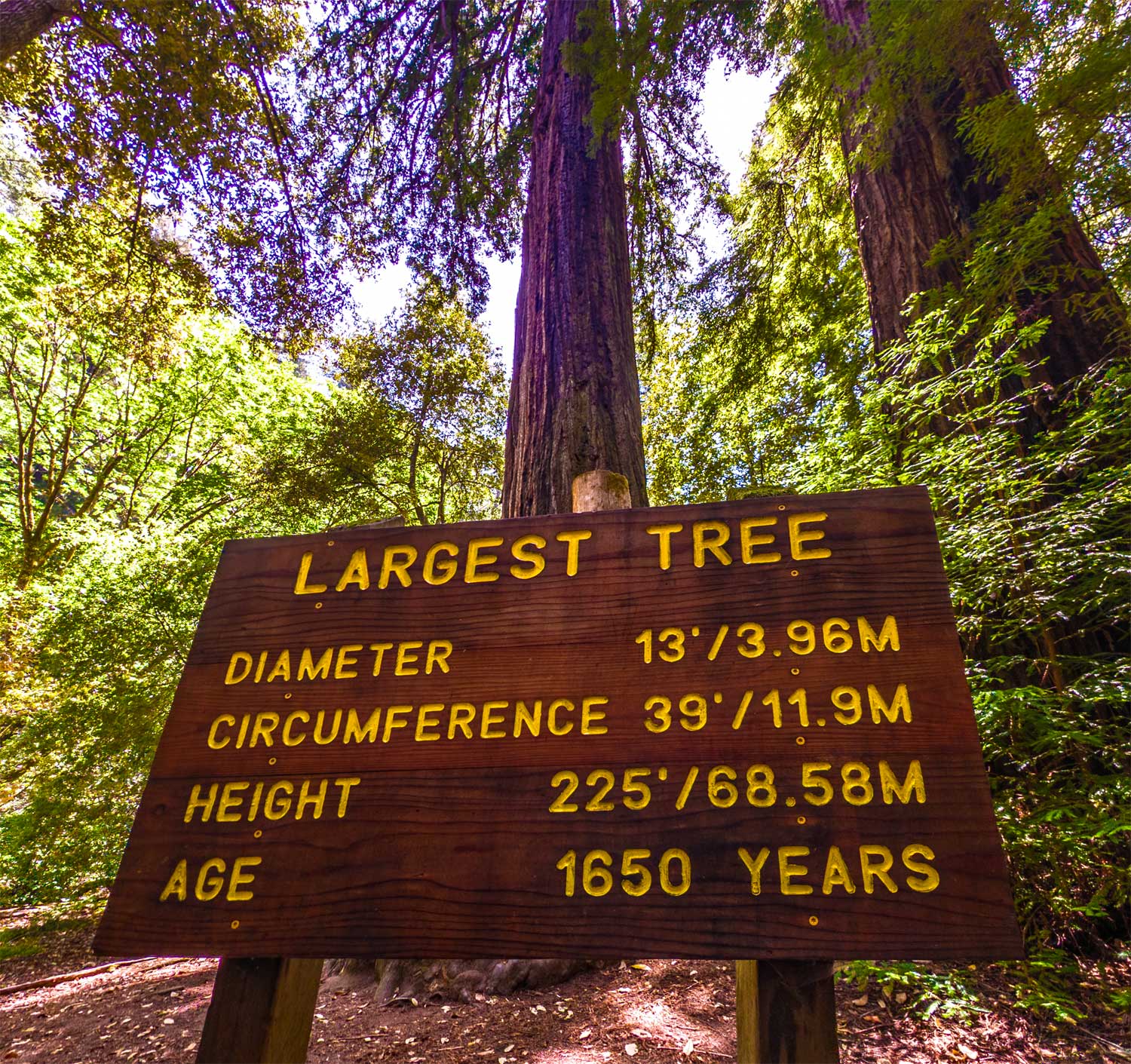 Tall Redwood Tree