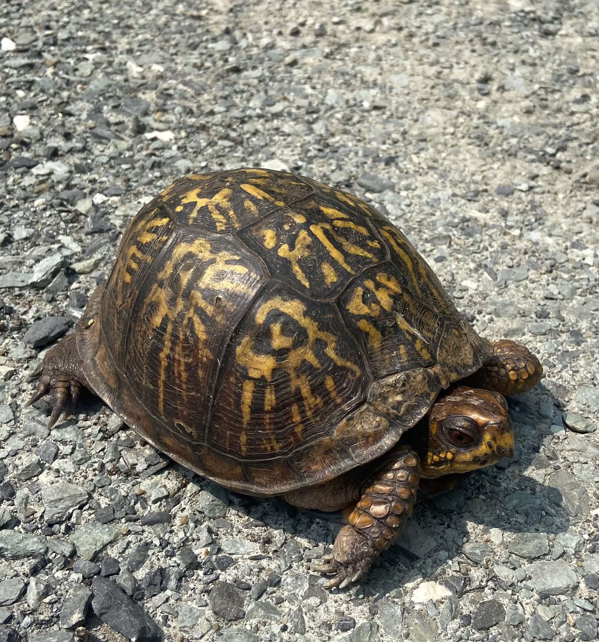 Bolich Farms Eastern Box Turtle