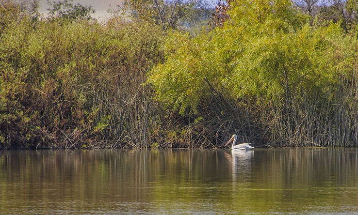 San Joaquin Marsh IRWD's San Joaquin Marsh is a hidden gem in the heart of busy Orange County. The wildlife sanctuary encompasses more than 300 acres of coastal freshwater wetlands, half of which have been restored to a natural state. The remaining acres are quality habitat and are not in need of restoration. With 12 miles of walking trails, the marsh has become one of Southern California's most notable nature respites.