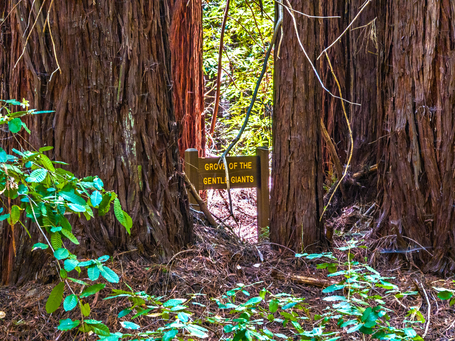 Grove of the Gentle Giants