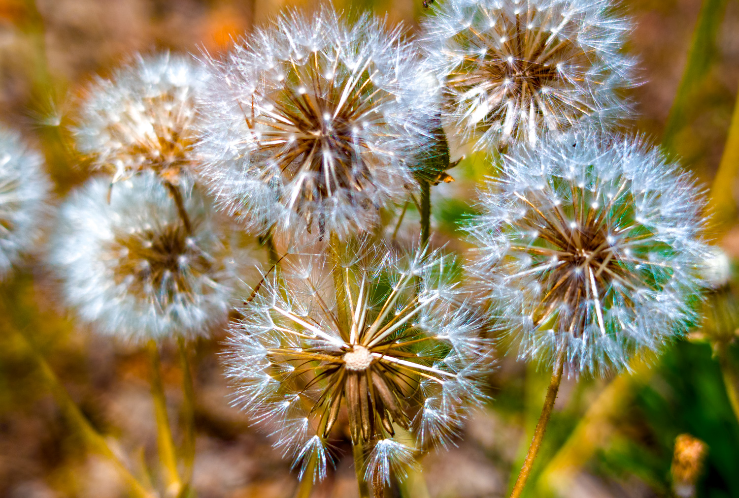 Red-seeded Dandelion