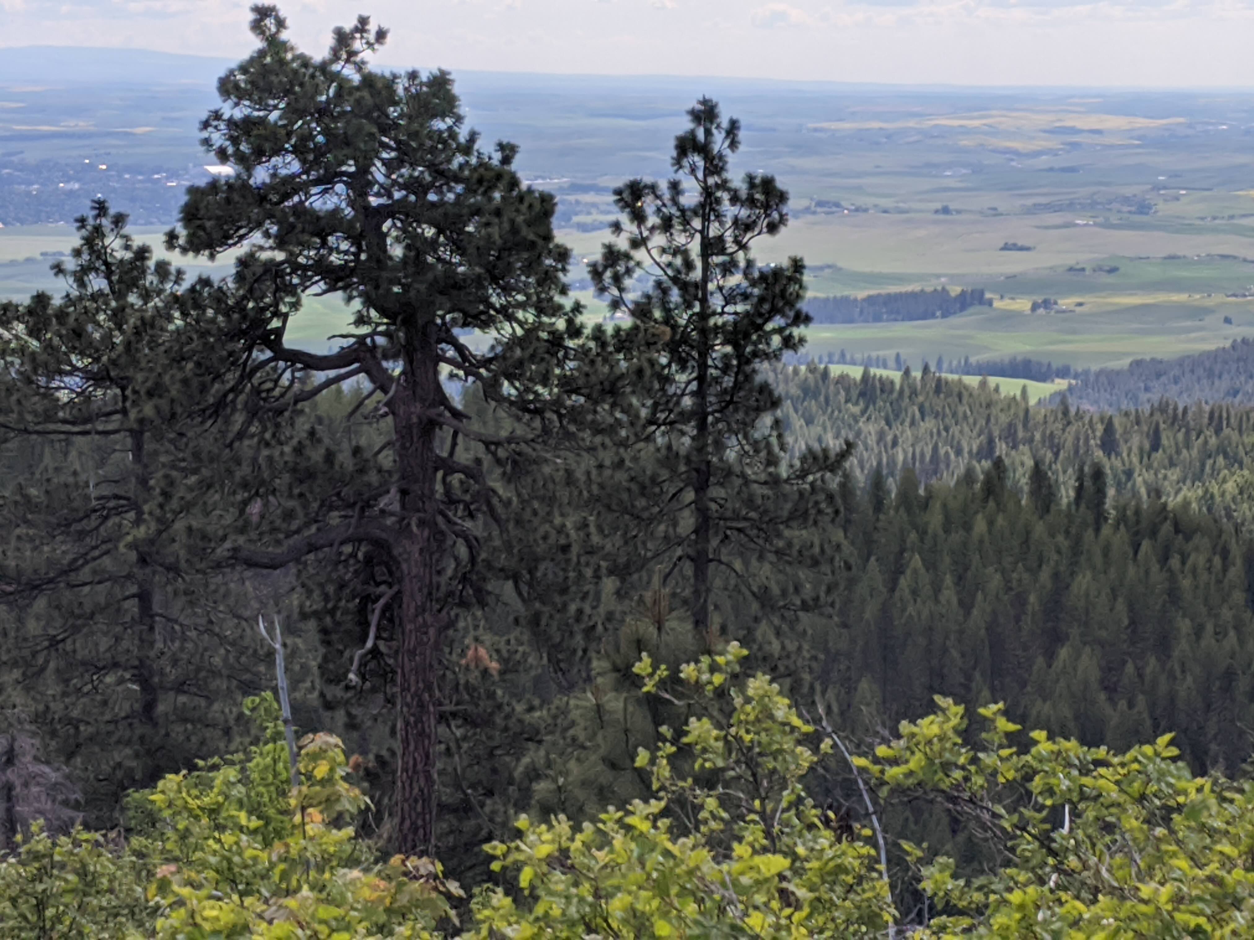 View of the Palouse area from Moscow Mountain
