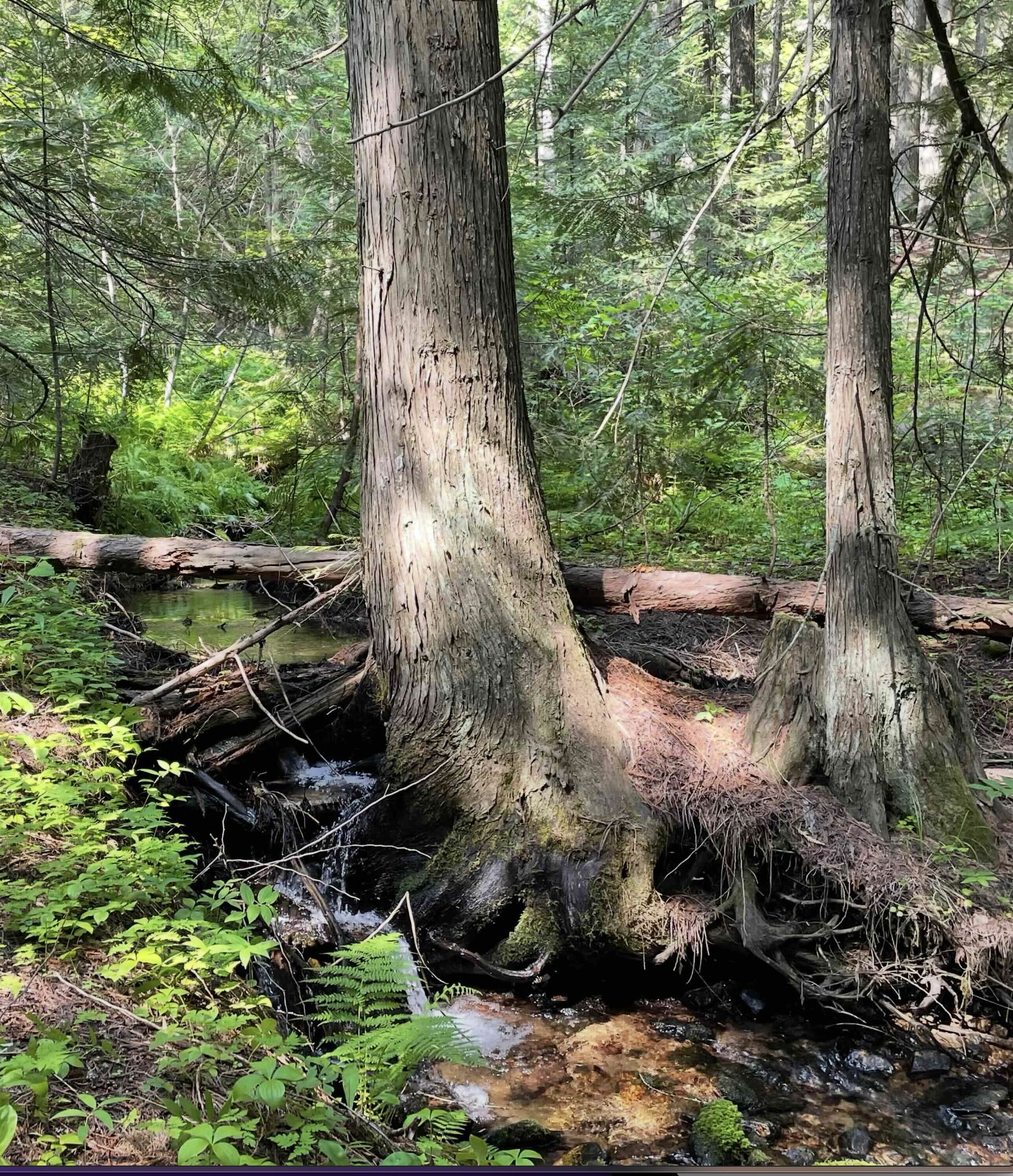 A trail by a creek on Moscow Mountain